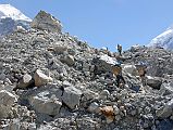 Rolwaling 06 06 Porters On Trakarding Glacier The porters climb on the rough trail on the Trakarding Glacier. The trail climbs, descends, and zigzags between thousands of sharp rocks, stones, sand-heaps and ice-walls.